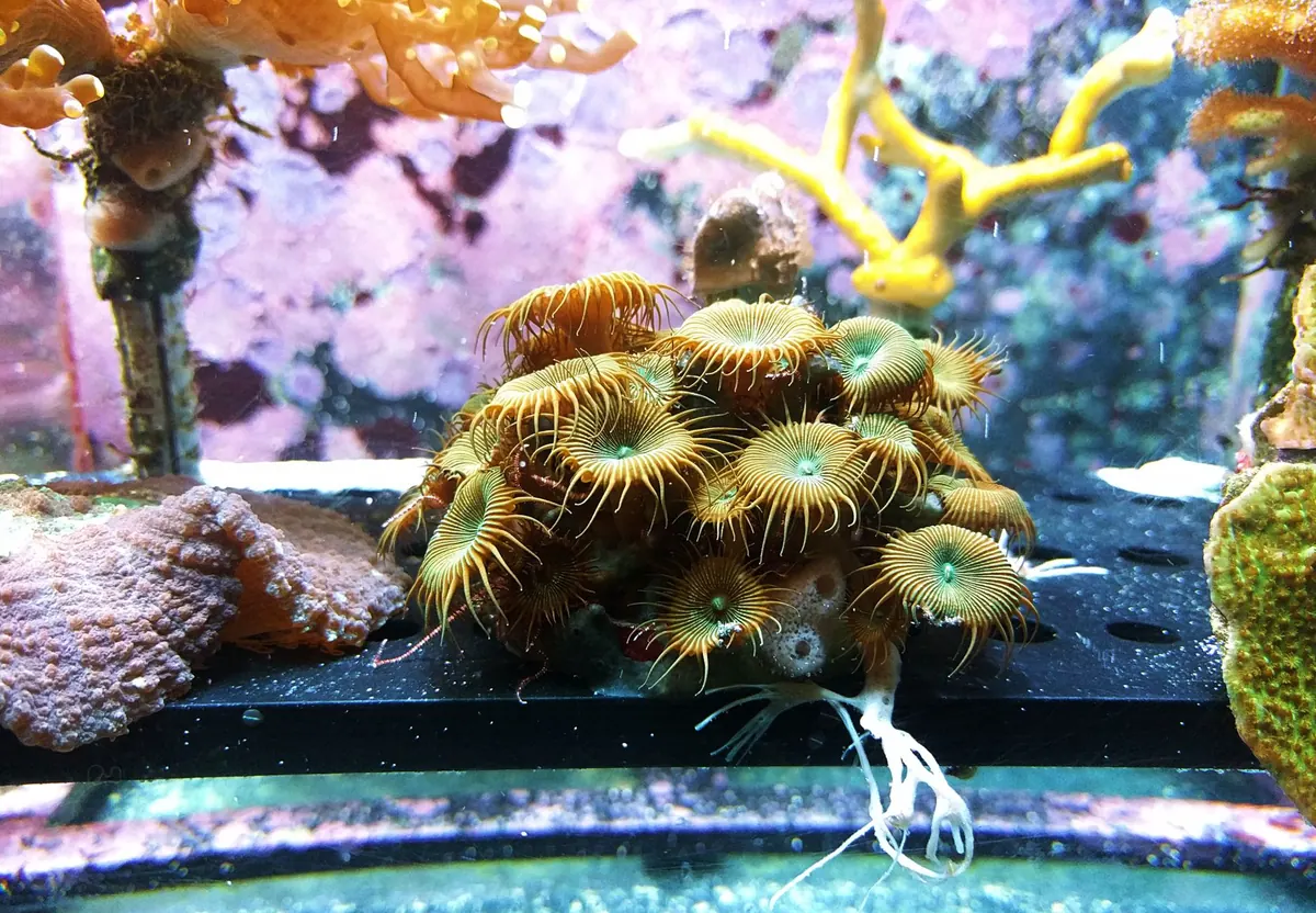 Cold-Water Coral Reefs Around the UK: Where to See Them and Why They Matter