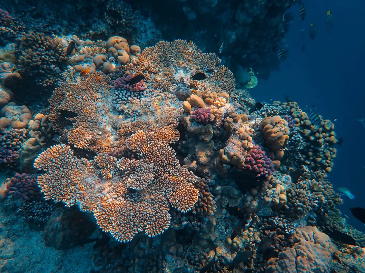 Coral Restoration Methods Compared: Coral Gardening vs Biorock vs Larval Seeding
