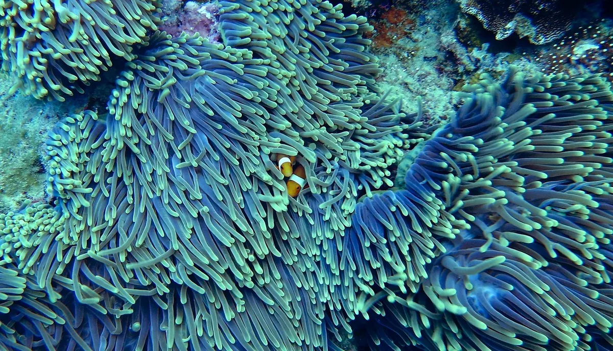 How to Join a UK-Based Coral Reef Citizen Science Project